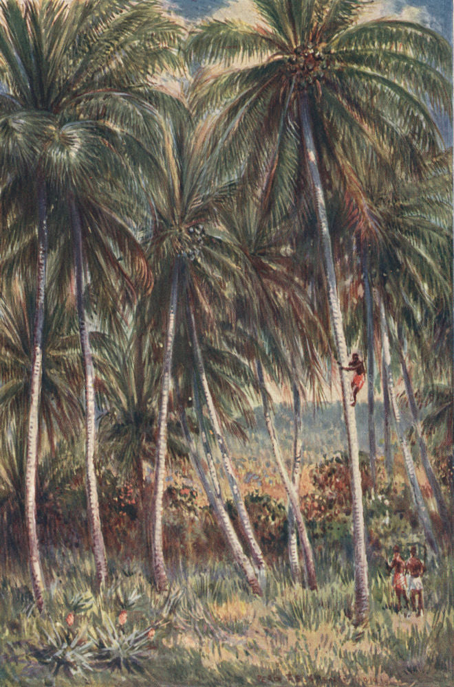 'The coconut palms, Northern Queensland' by Percy Spence. Australia 1910 print